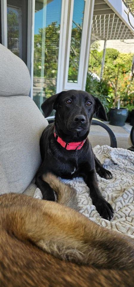 Enlarge Thelma, a Adoptable Labrador Retriever in Irvine, CA image 2/3