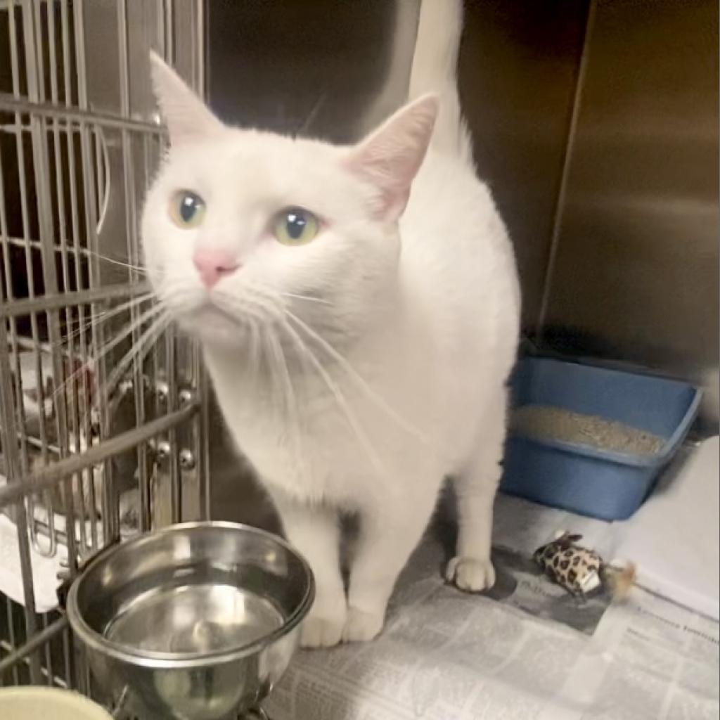 Fiona, Adoptable, Adult Female Domestic Short Hair.