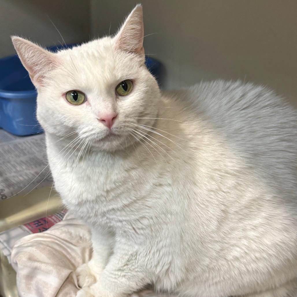 Fiona, Adoptable, Senior Female Domestic Short Hair.