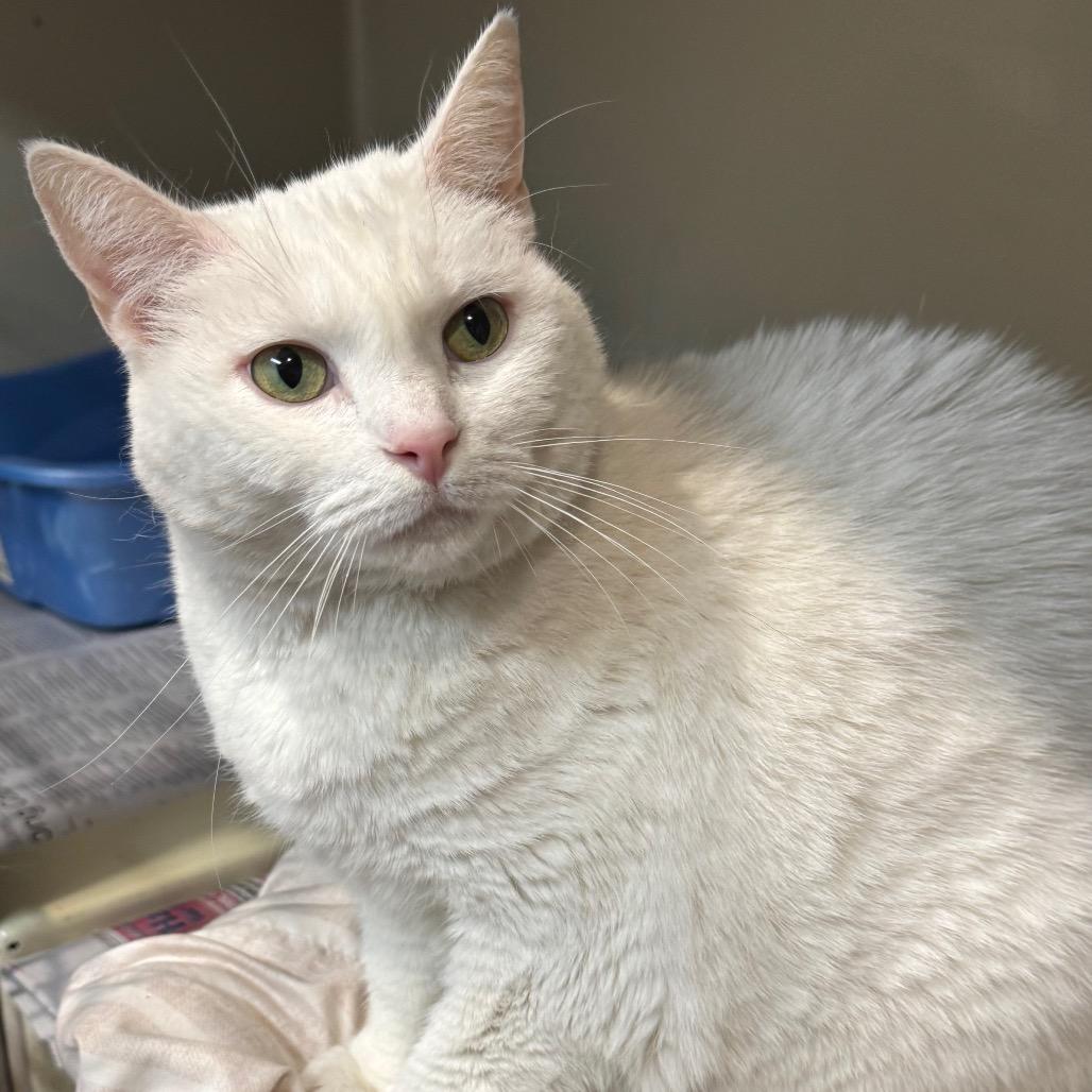 Enlarge Fiona, a Adoptable Domestic Short Hair in Kittanning, PA image 2/5