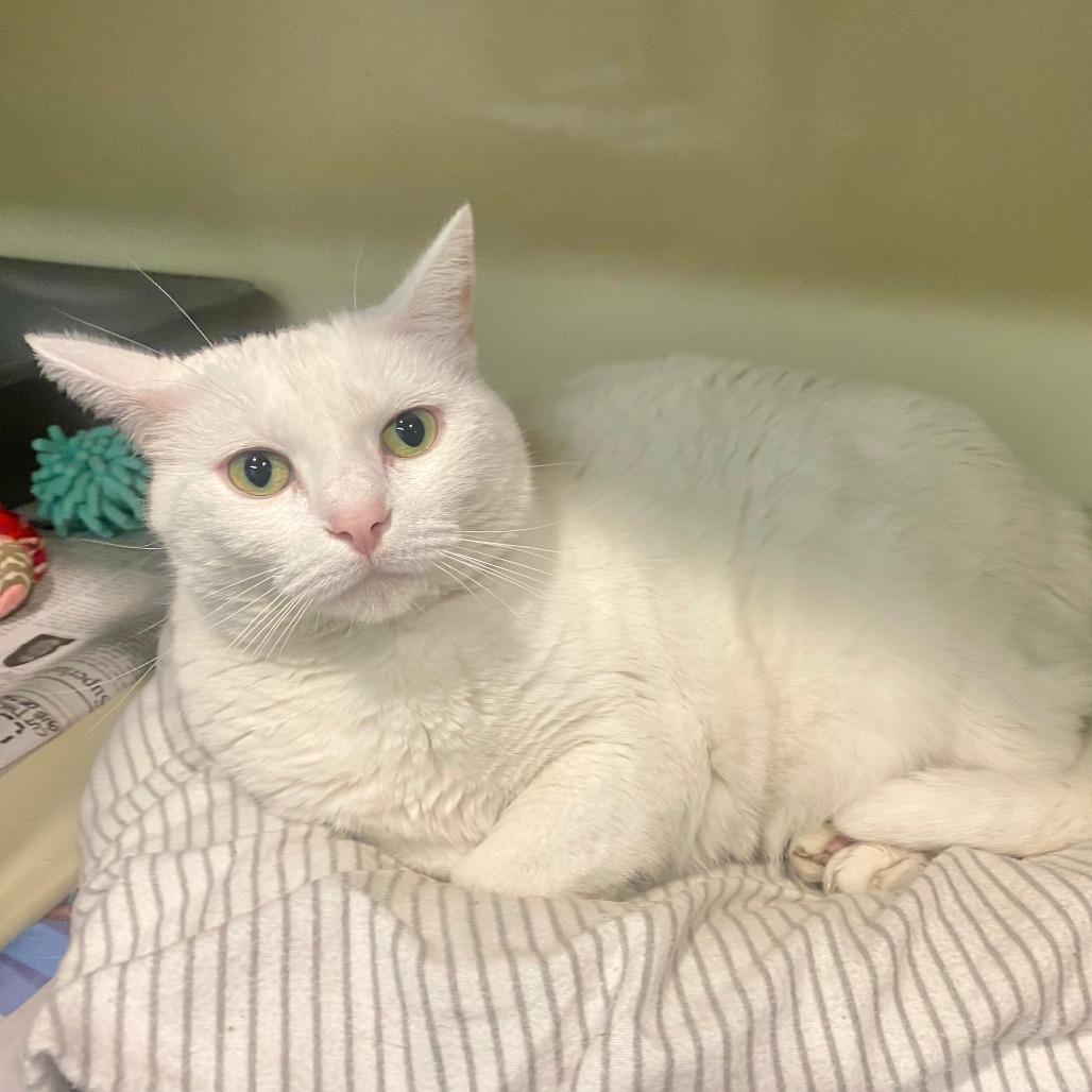 Enlarge Fiona, a Adoptable Domestic Short Hair in Kittanning, PA image 2/4