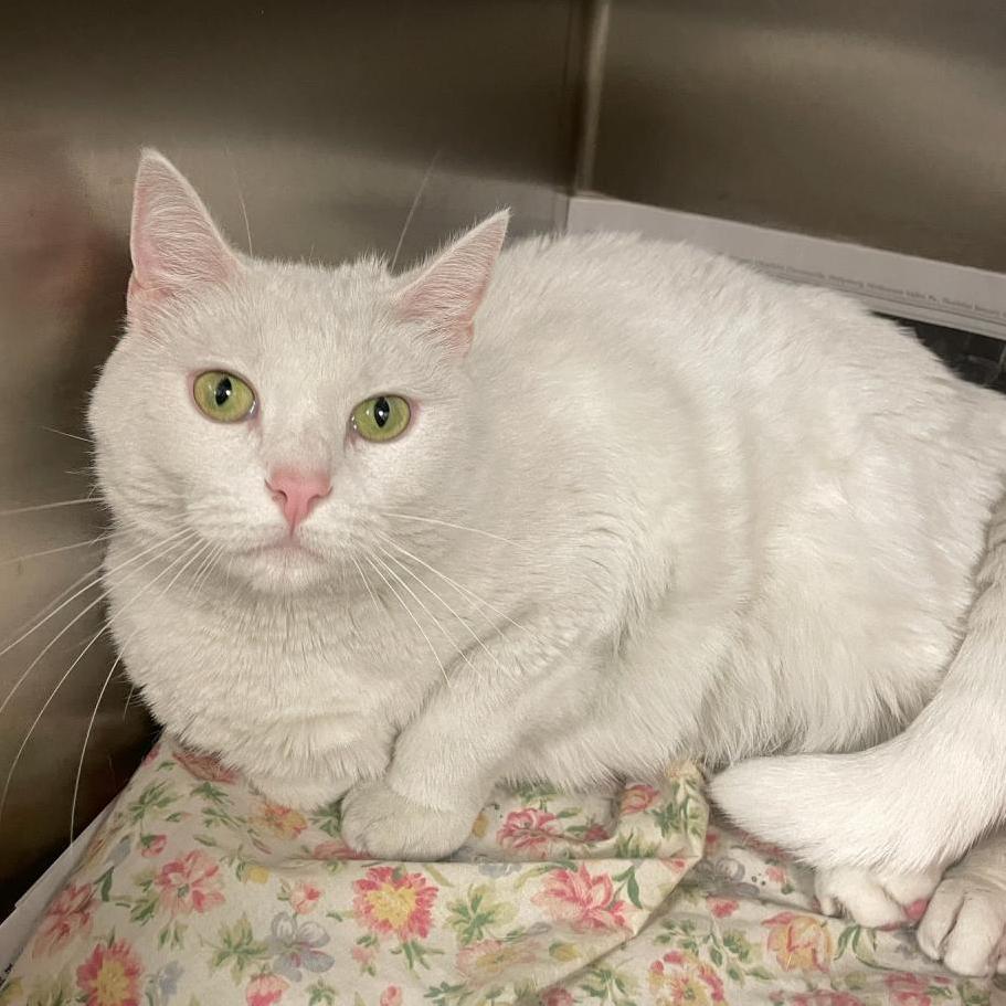 Enlarge Fiona, a Adoptable Domestic Short Hair in Kittanning, PA image 3/4