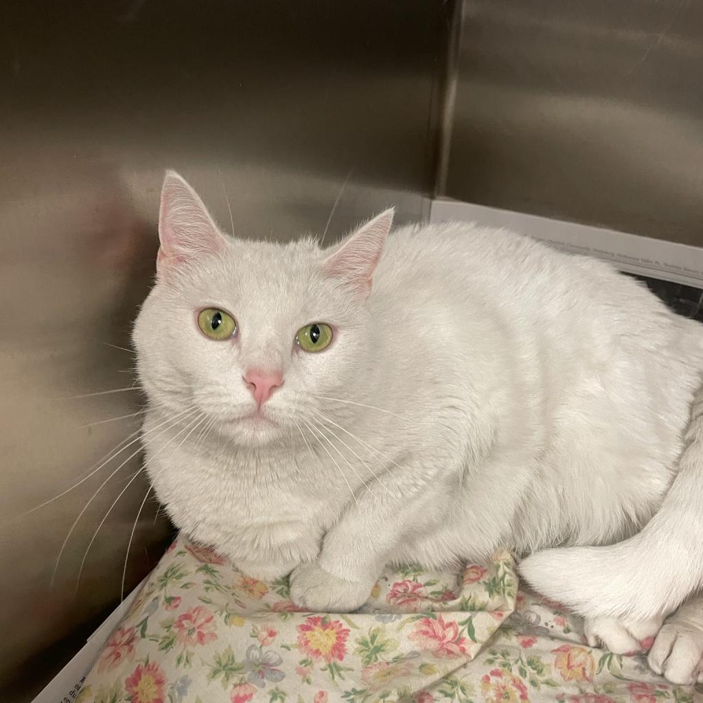 Enlarge Fiona, a Adoptable Domestic Short Hair in Kittanning, PA image 3/4