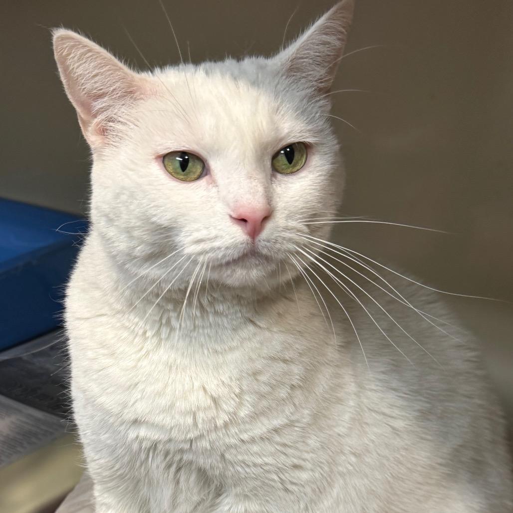 Enlarge Fiona, a Adoptable Domestic Short Hair in Kittanning, PA image 3/5