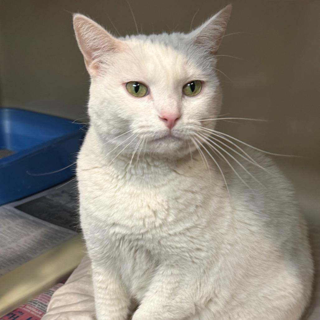 Enlarge Fiona, a Adoptable Domestic Short Hair in Kittanning, PA image 4/5