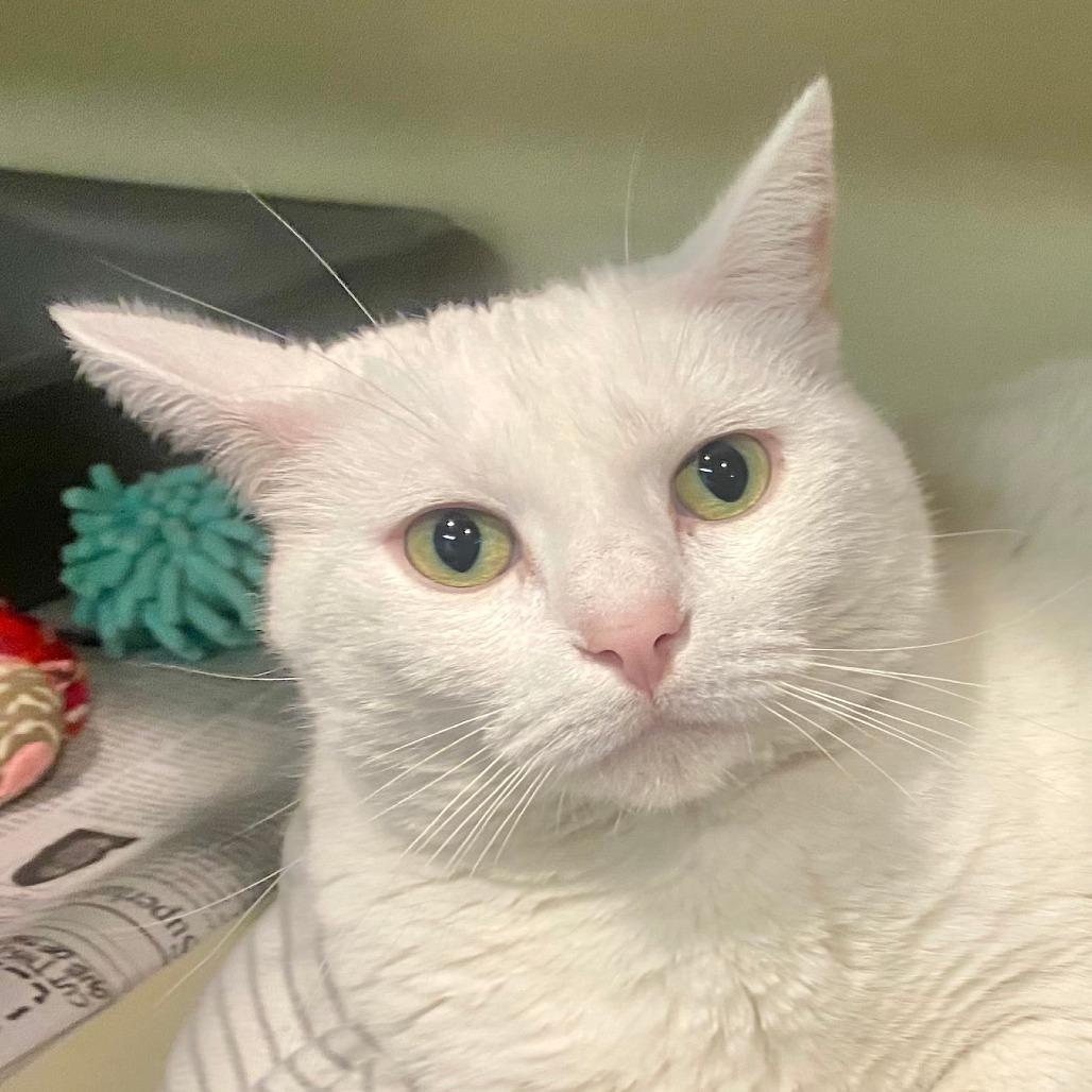 Enlarge Fiona, a Adoptable Domestic Short Hair in Kittanning, PA image 4/4