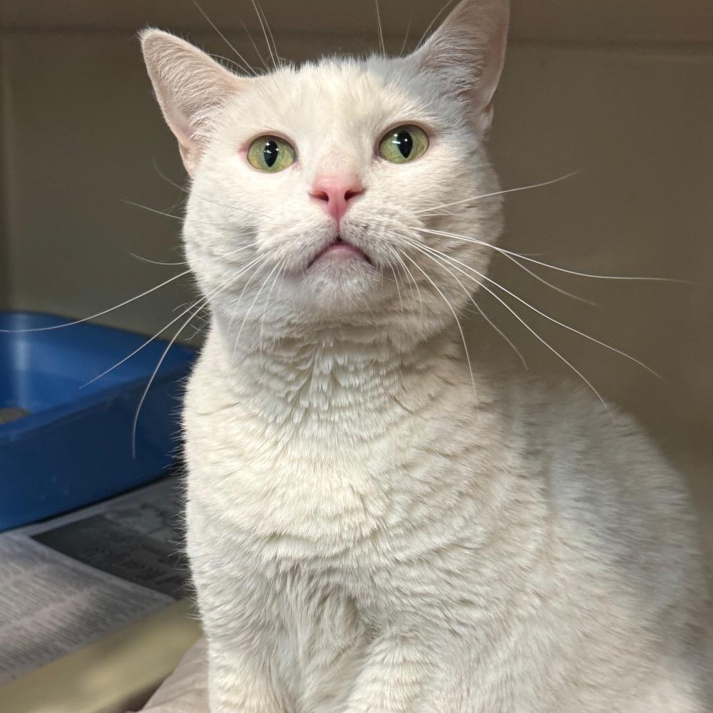 Enlarge Fiona, a Adoptable Domestic Short Hair in Kittanning, PA image 5/5