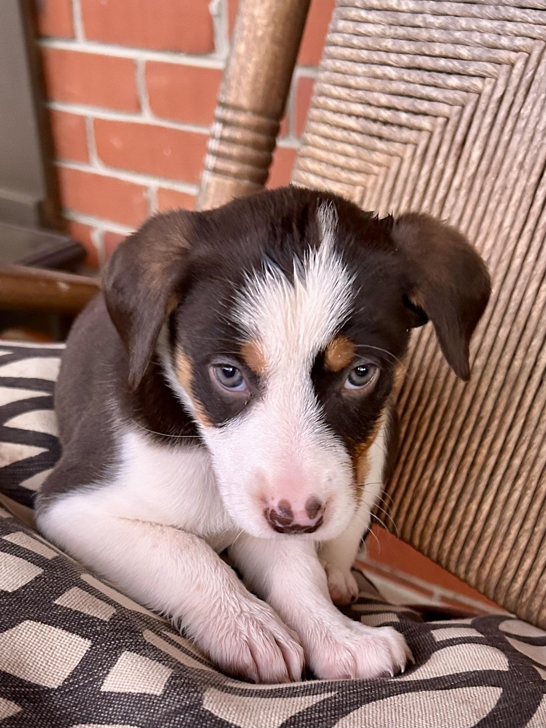 Haley, adopted, Puppy Female Cattle Dog.
