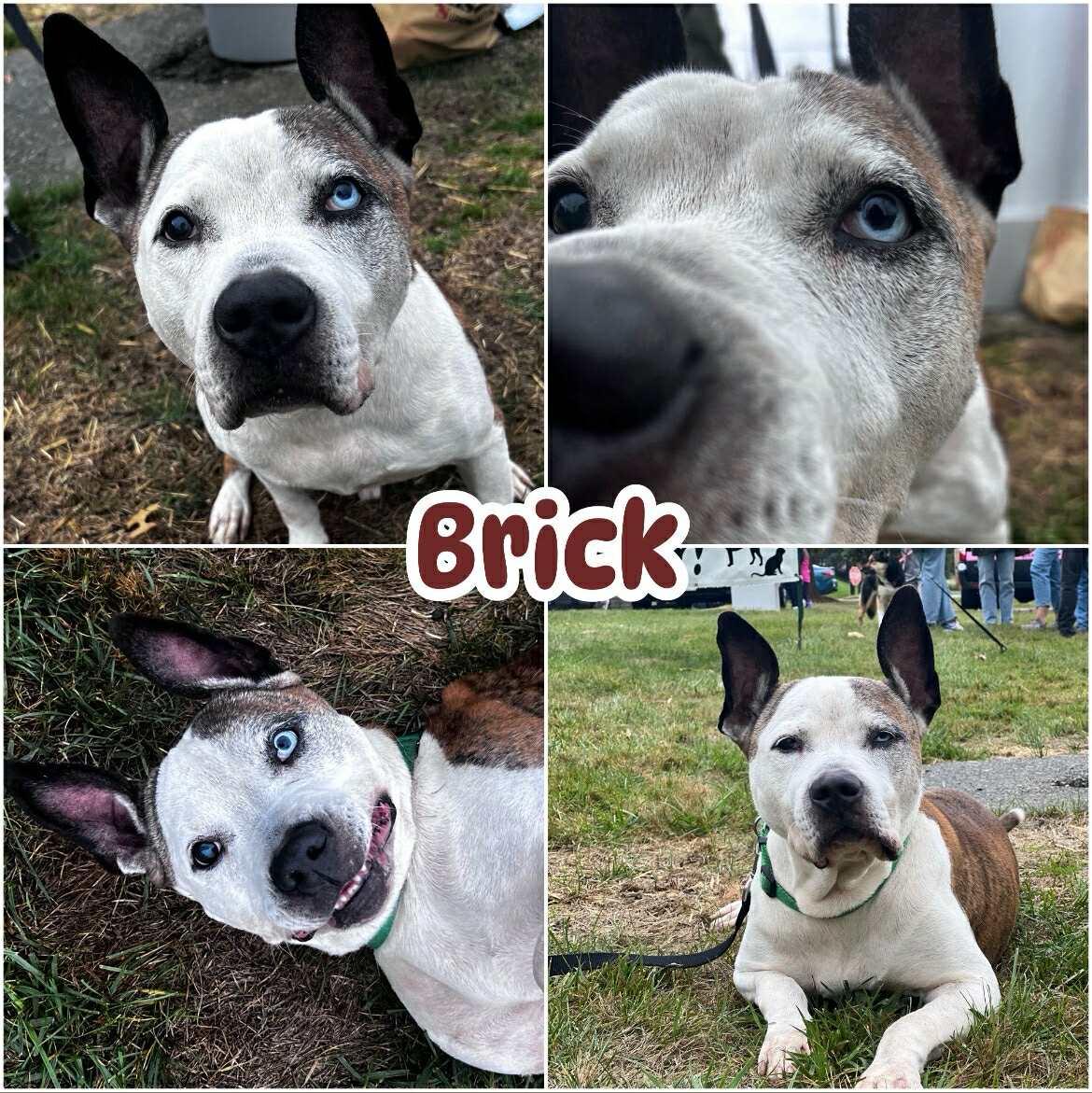 Enlarge Brick, a ADOPTABLE mixed breed in Ringwood, NJ image 1/1