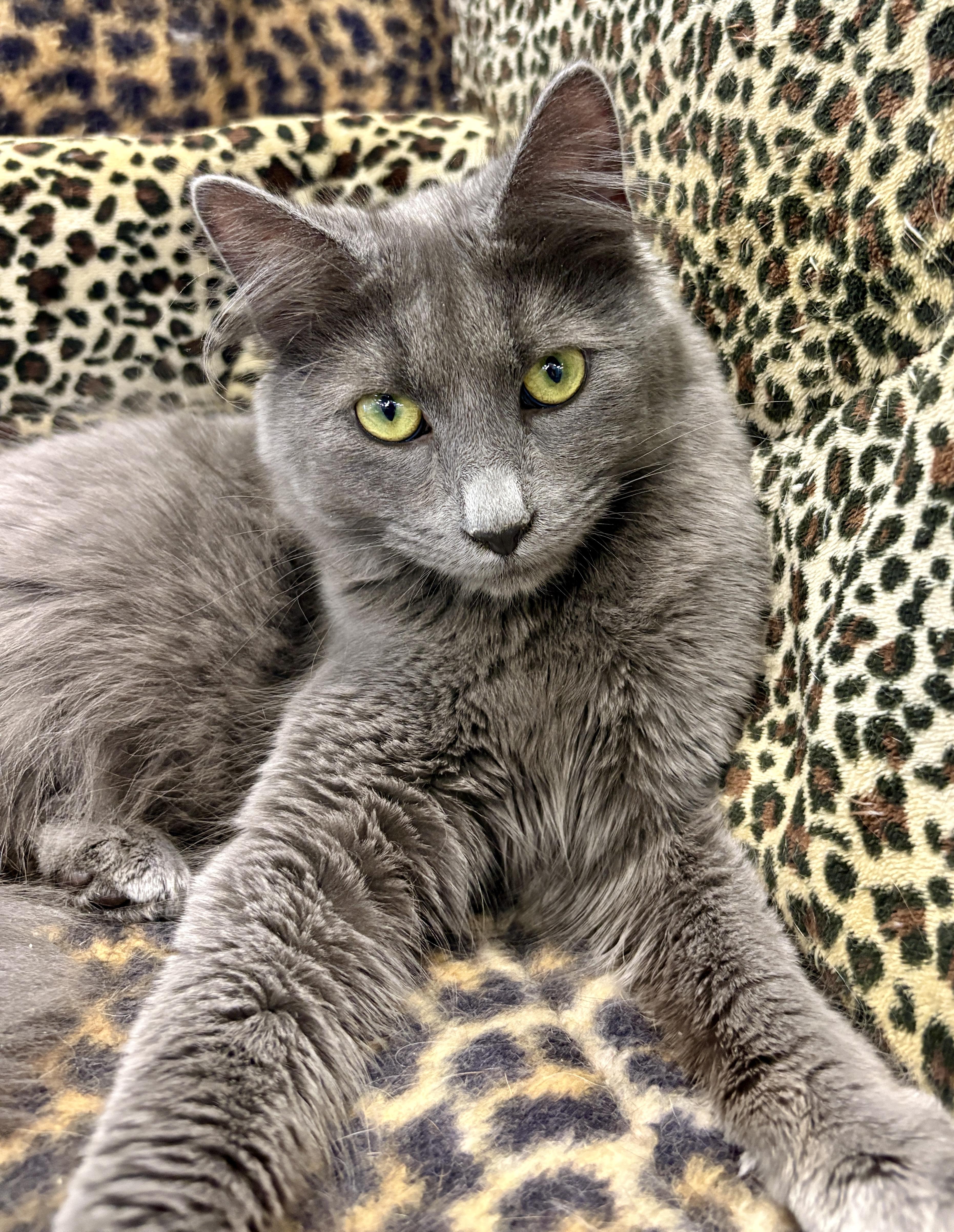 Enlarge Sterling, a ADOPTABLE Domestic Long Hair in Monroe Township, NJ image 2/2