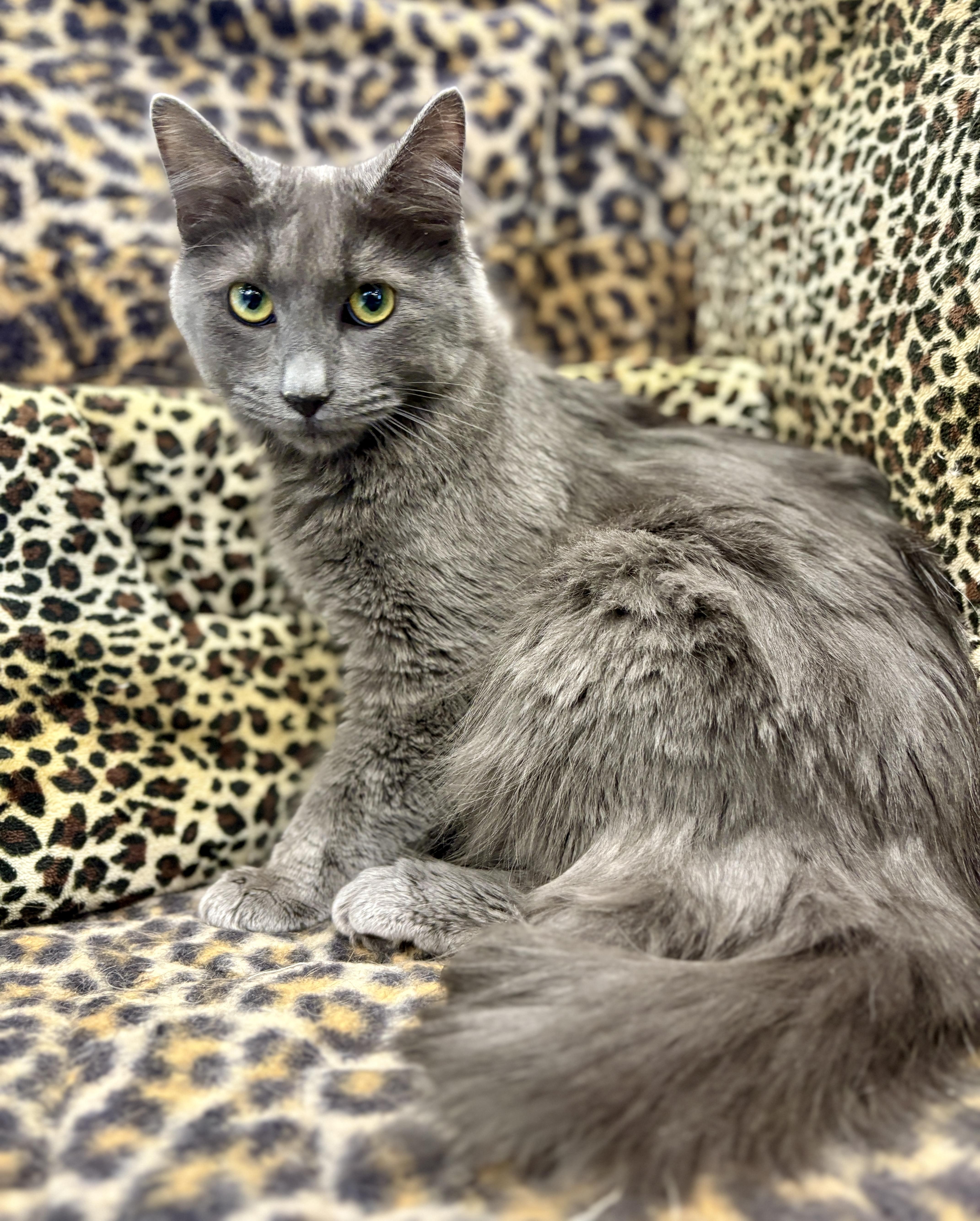 Enlarge Sterling, a ADOPTABLE Domestic Long Hair in Monroe Township, NJ image 1/2
