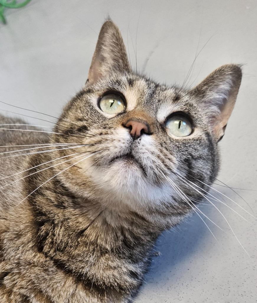 Nani, a Adoptable mixed breed in Barron, WI image 1/6