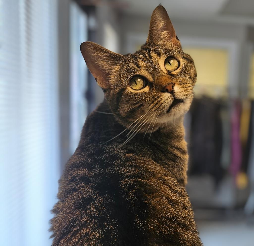 Enlarge Nani, a Adoptable mixed breed in Barron, WI image 3/6
