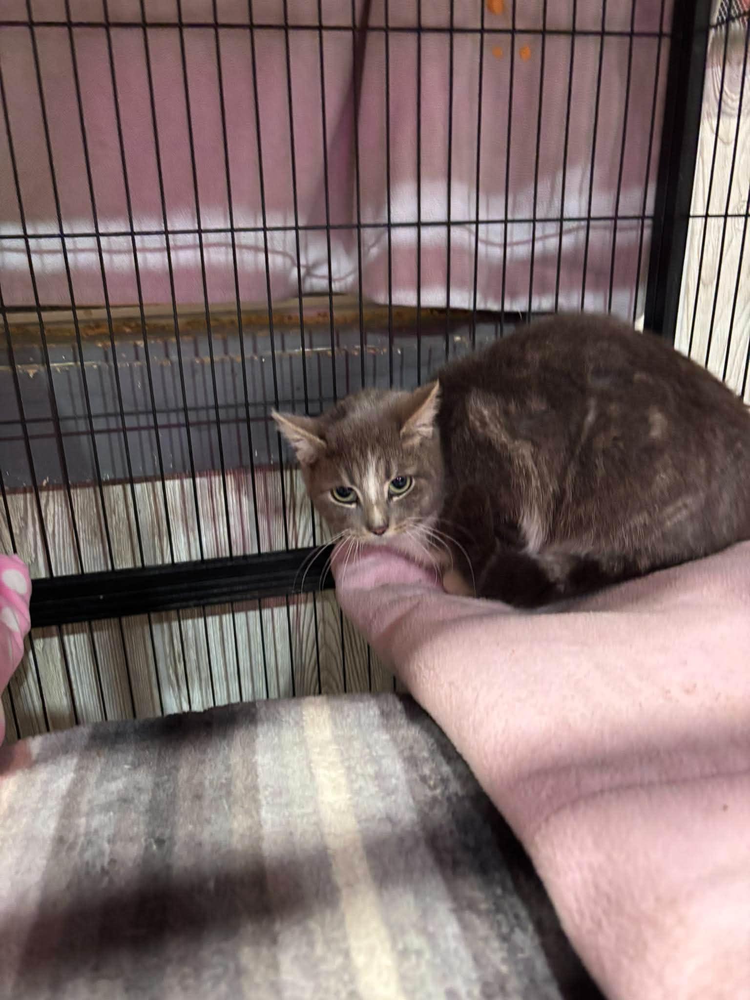 MINTY, a Adoptable Domestic Short Hair in Tillsonburg, ON image 3/6