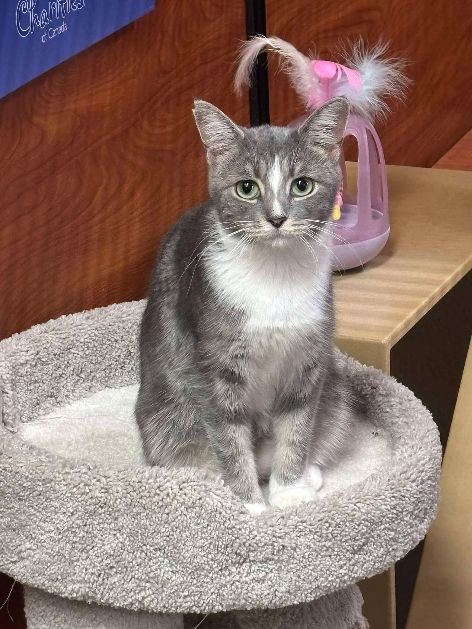 Enlarge MINTY, a Adopted Domestic Short Hair in Tillsonburg, ON image 1/6