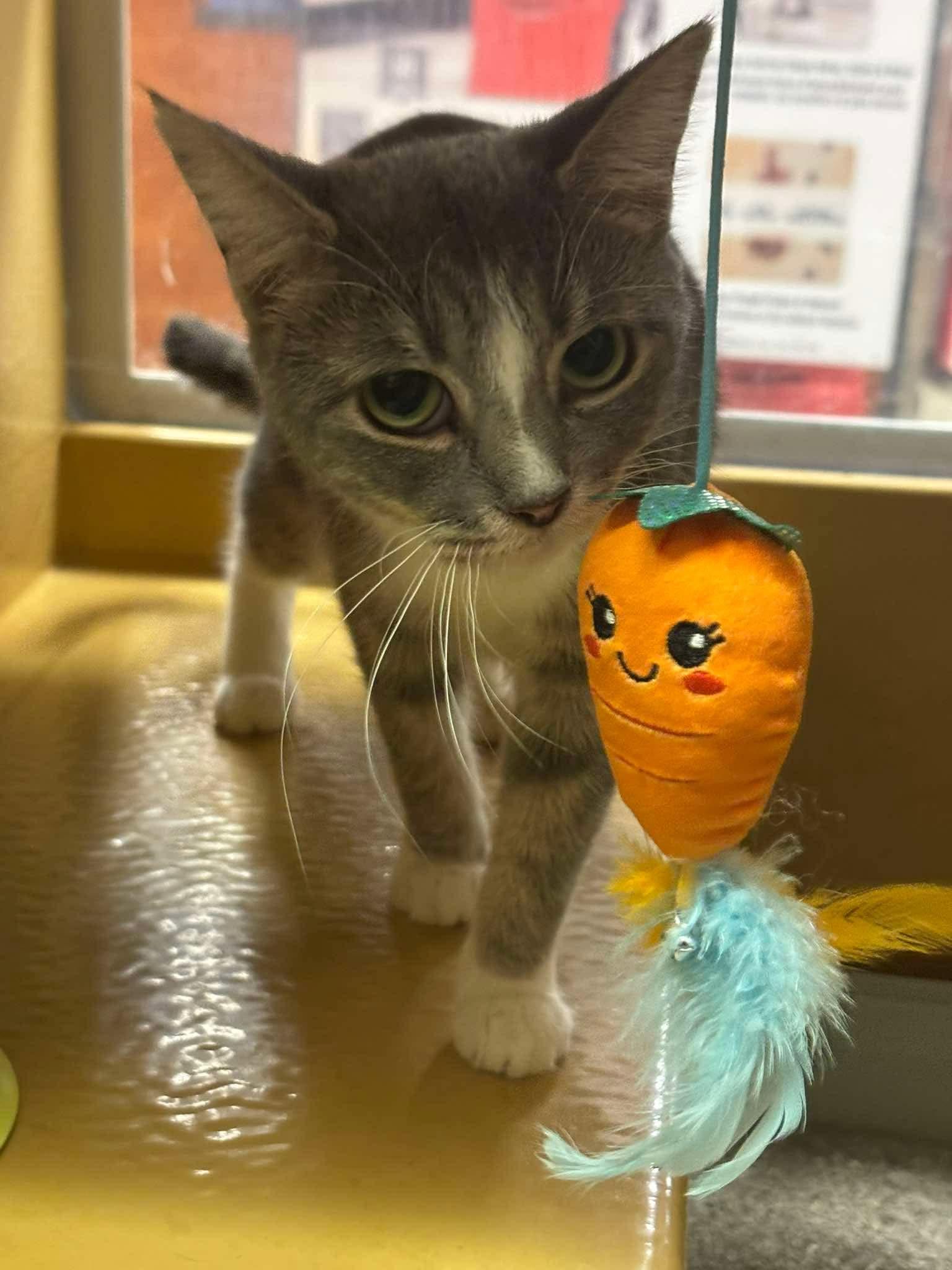 Enlarge MINTY, a Adoptable Domestic Short Hair in Tillsonburg, ON image 4/6