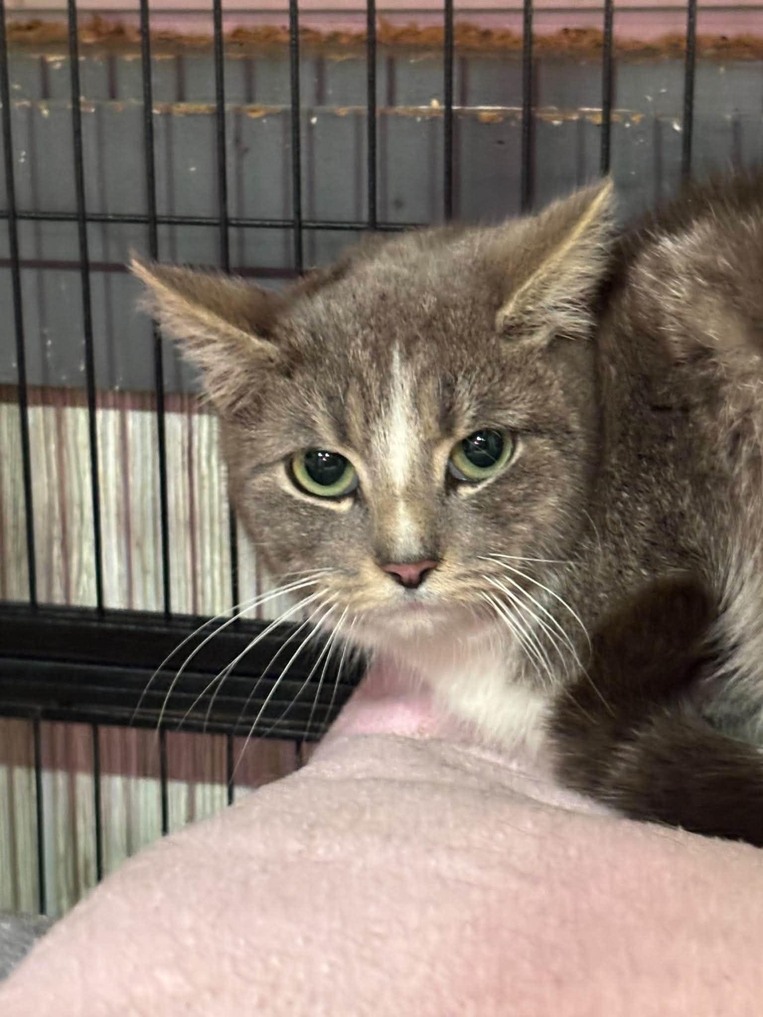 MINTY, a Adoptable Domestic Short Hair in Tillsonburg, ON image 1/6