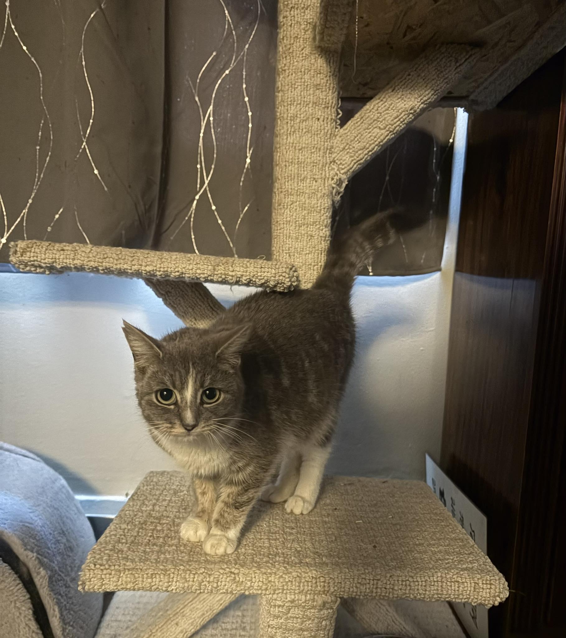 MINTY, a Adoptable Domestic Short Hair in Tillsonburg, ON image 2/6