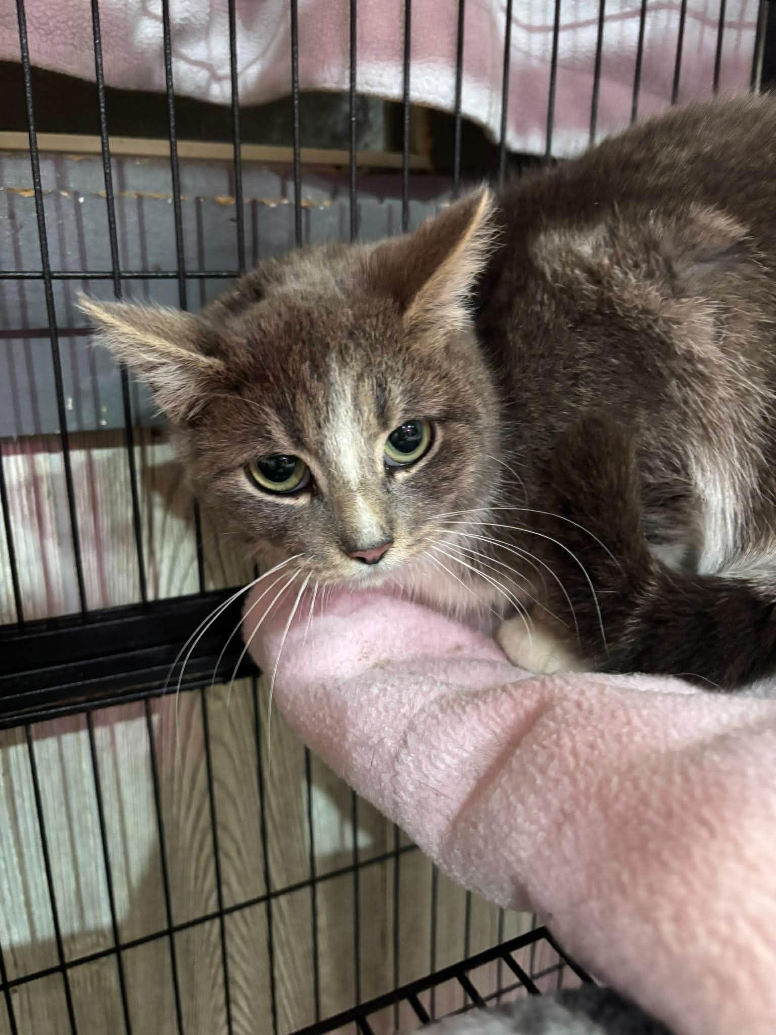 MINTY, a Adoptable Domestic Short Hair in Tillsonburg, ON image 4/6