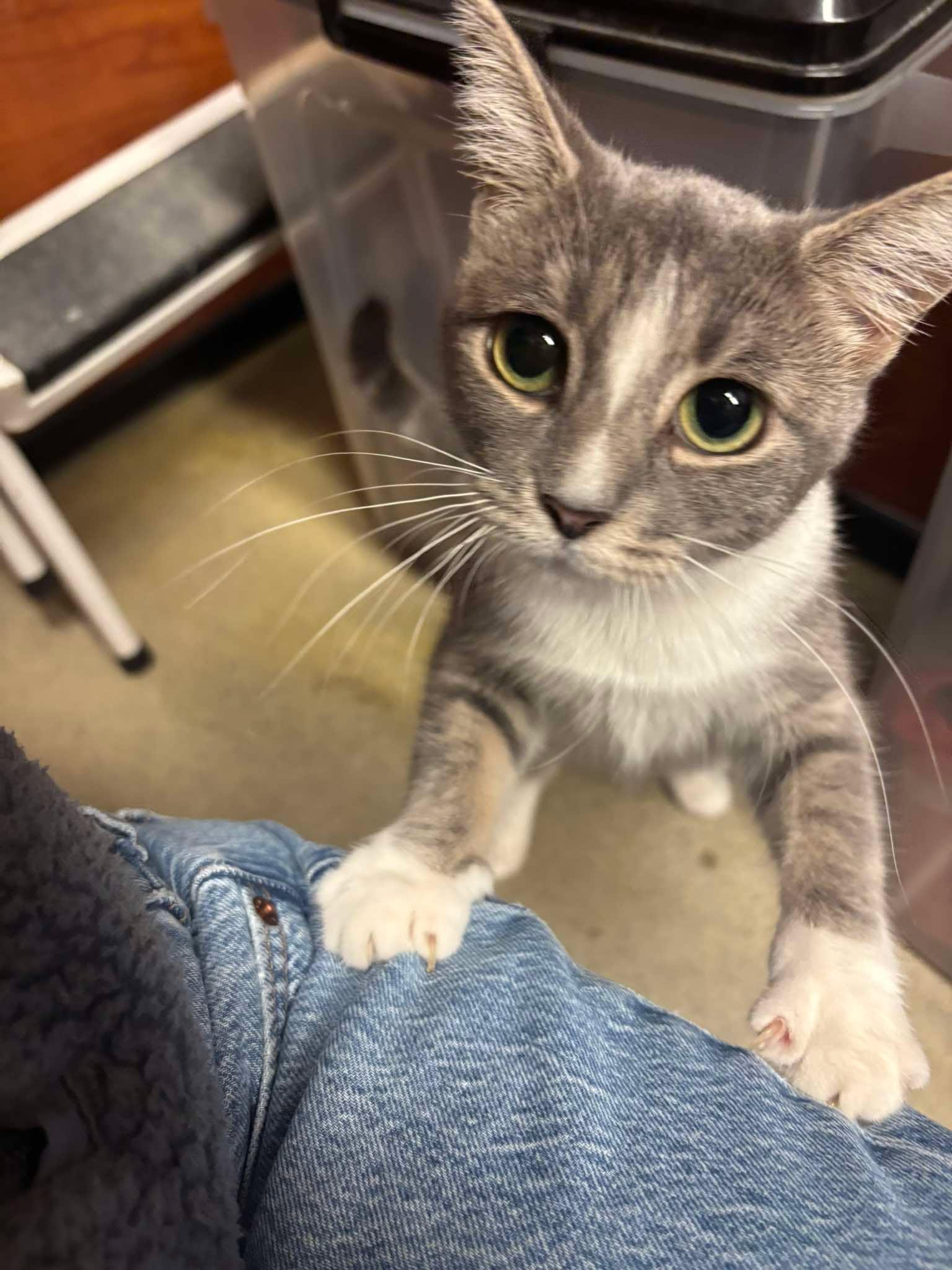 Enlarge MINTY, a Adoptable Domestic Short Hair in Tillsonburg, ON image 5/6
