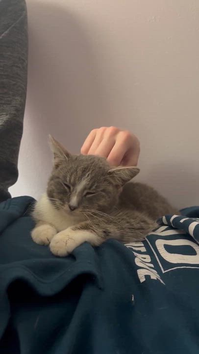 Enlarge MINTY, a Adoptable Domestic Short Hair in Tillsonburg, ON video 6/6