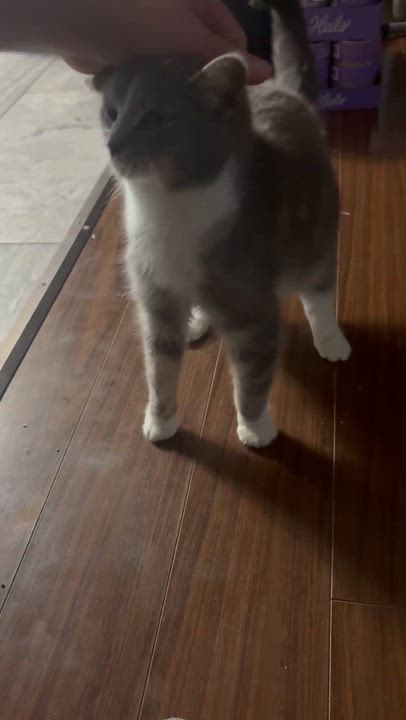 Enlarge MINTY, a Adoptable Domestic Short Hair in Tillsonburg, ON video 5/6