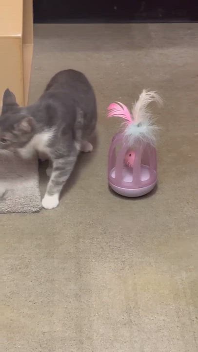 Enlarge MINTY, a Adoptable Domestic Short Hair in Tillsonburg, ON video 6/6