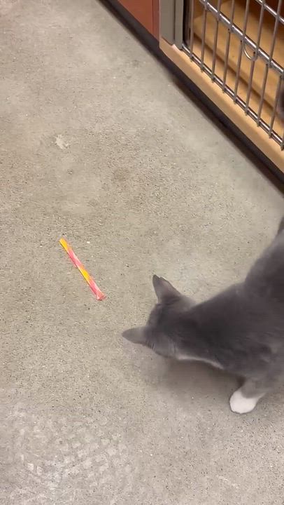 Enlarge MINTY, a Adopted Domestic Short Hair in Tillsonburg, ON video 6/6