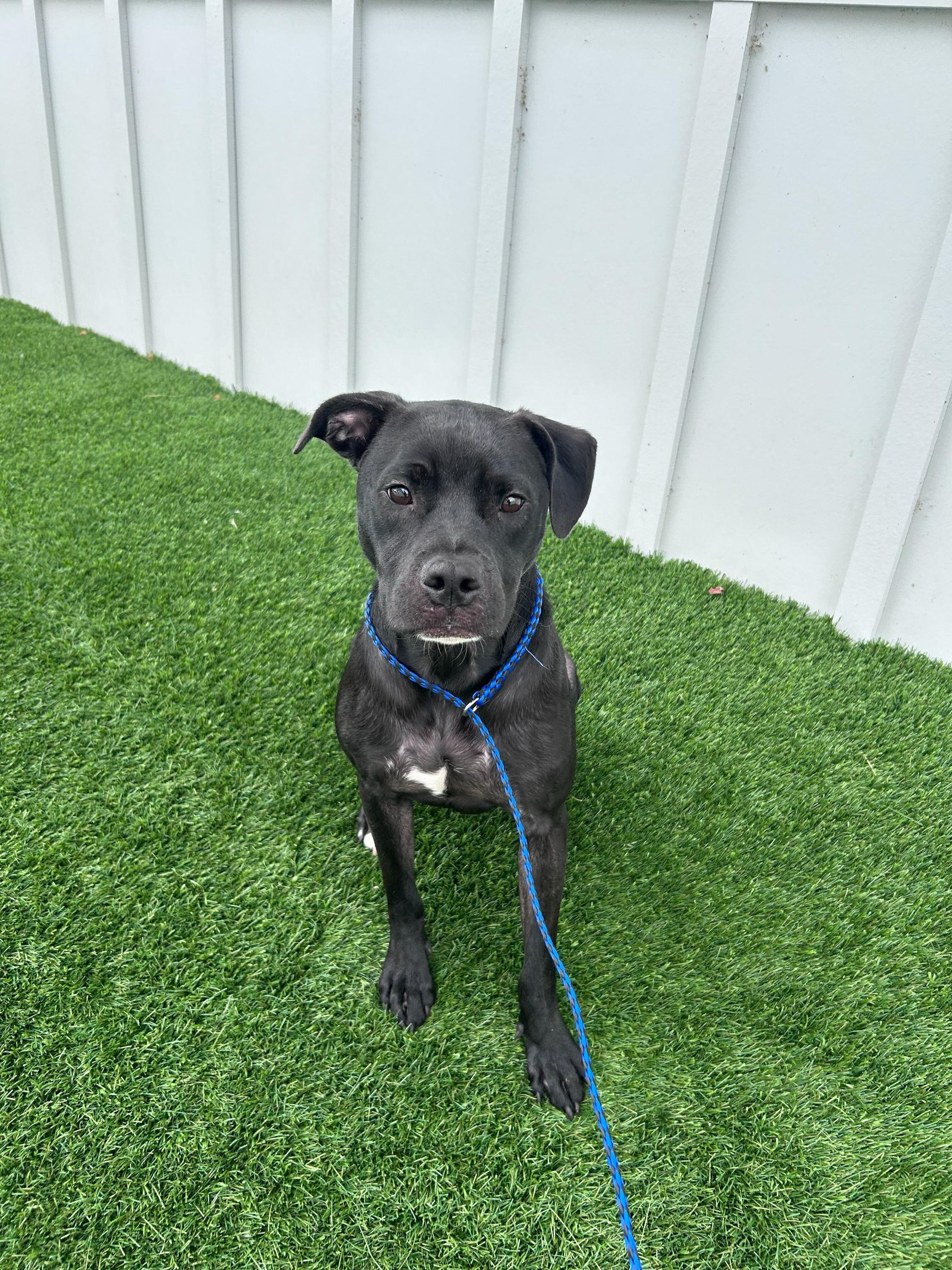 Enlarge Matcha, a Adoptable mixed breed in O'Fallon, MO image 1/1