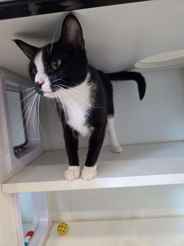 Nicole, Adopted, Young Female Domestic Short Hair.
