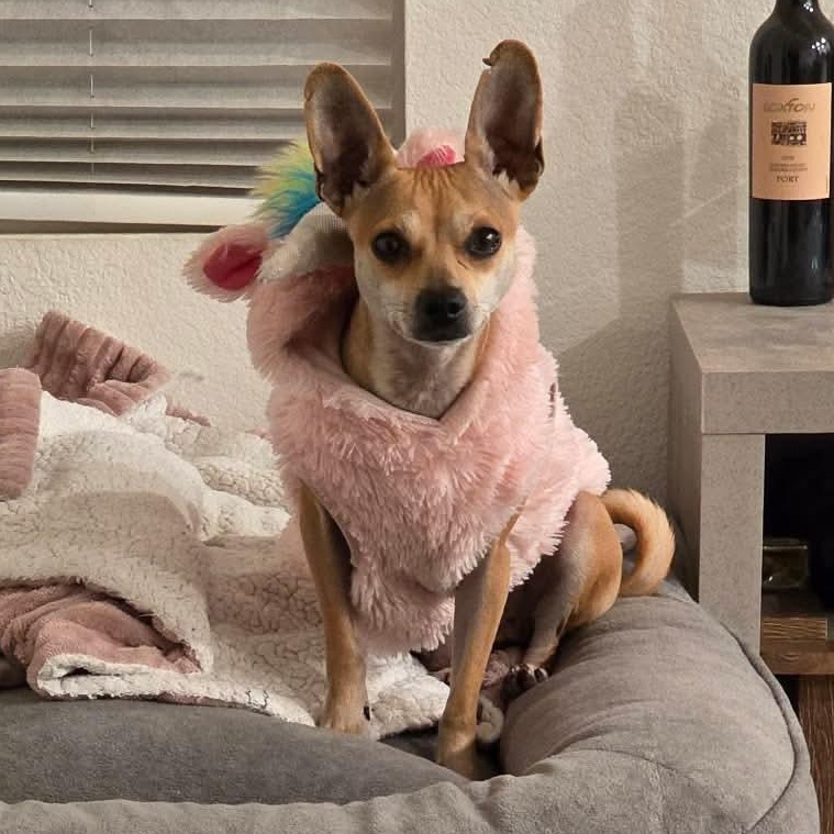 Wifey, ADOPTABLE, Adult Female Chihuahua.