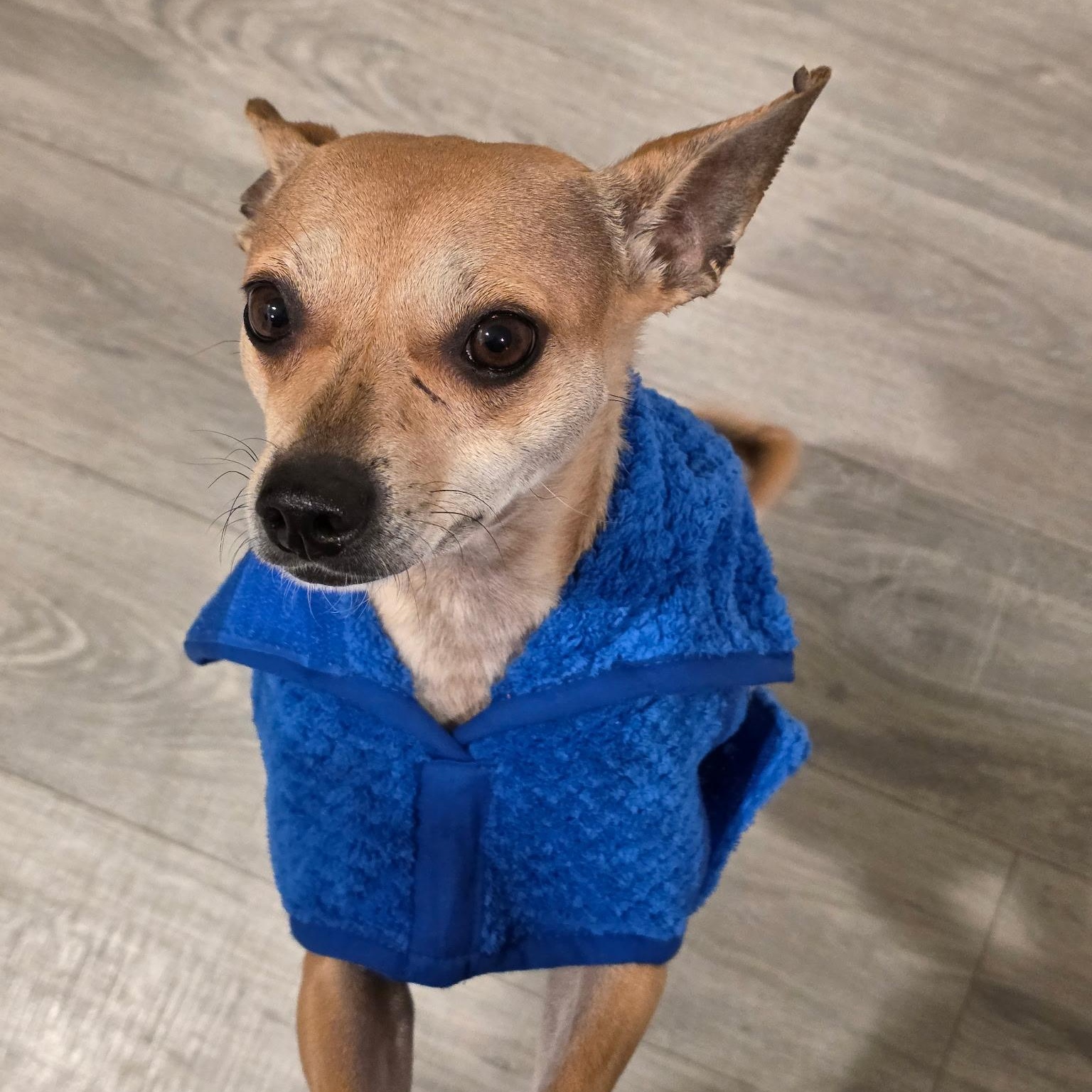 Wifey, a ADOPTABLE mixed breed in Lodi, CA image 3/5