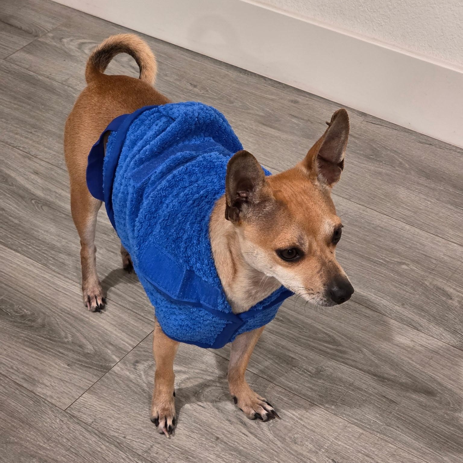 Wifey, a ADOPTABLE mixed breed in Lodi, CA image 5/5