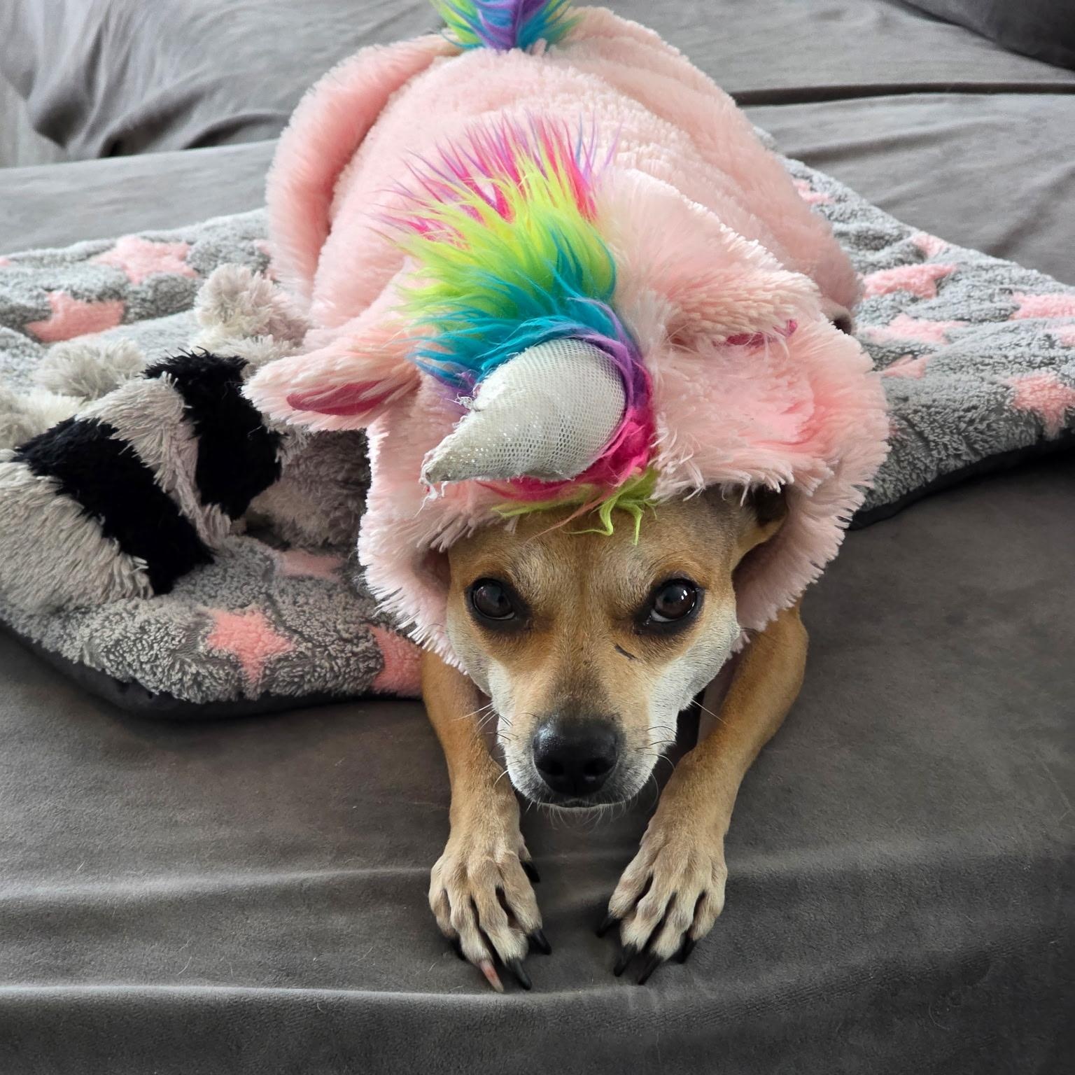 Wifey, a ADOPTABLE mixed breed in Lodi, CA image 4/5