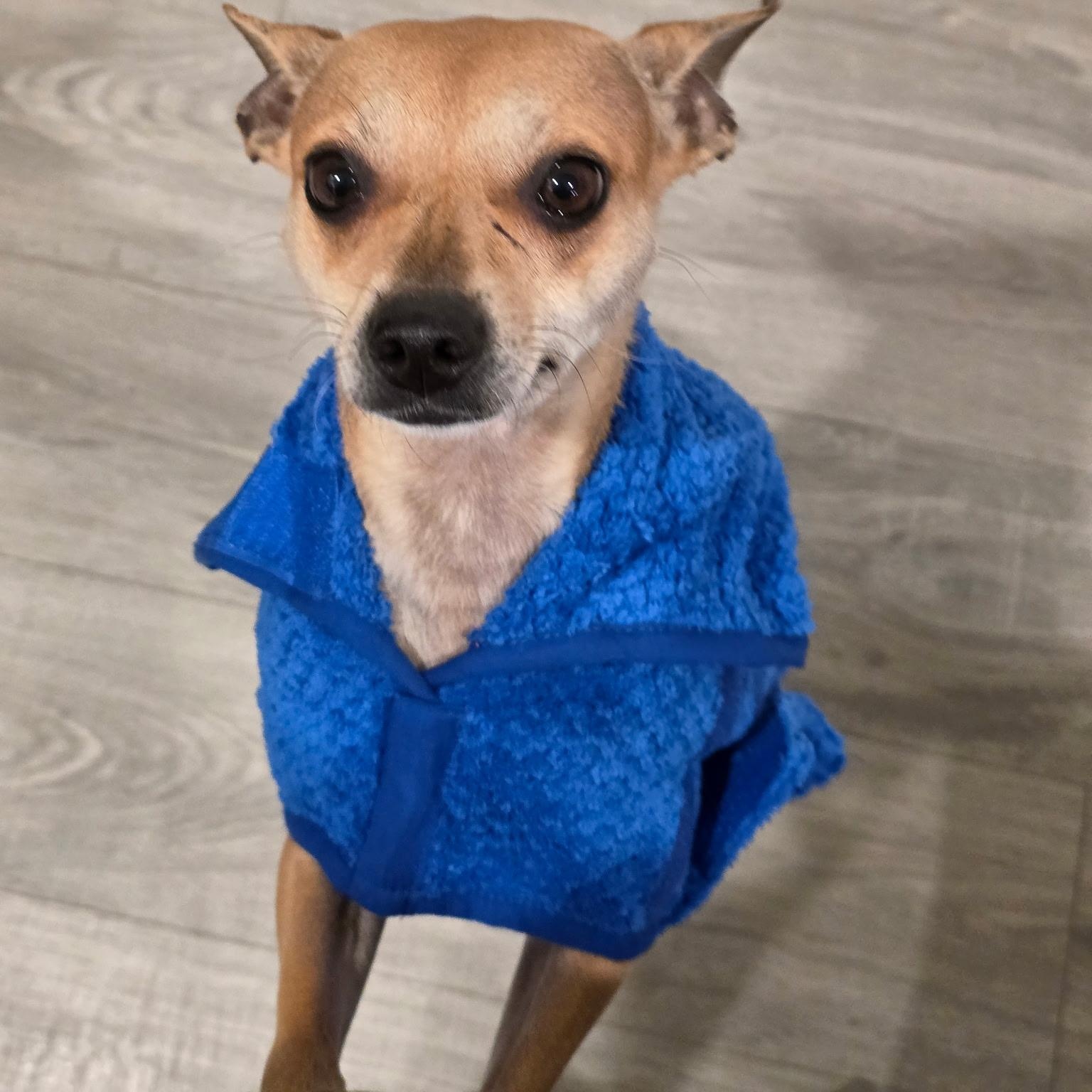 Wifey, a ADOPTABLE mixed breed in Lodi, CA image 2/5