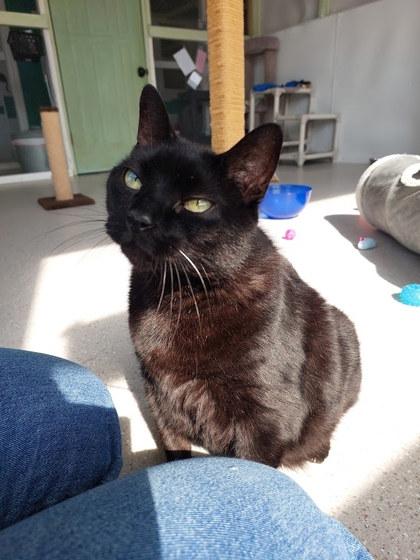Trea (Decatrea), Adoptable, Senior Female Domestic Short Hair & Domestic Short Hair.