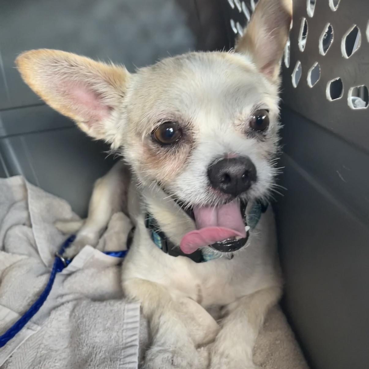 Enlarge Bear, a ADOPTABLE mixed breed in Boca Raton, FL image 1/3