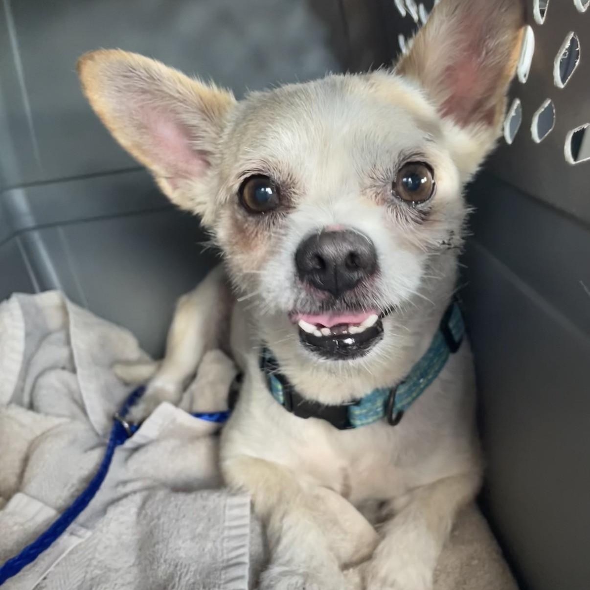 Enlarge Bear, a ADOPTABLE mixed breed in Boca Raton, FL image 2/3