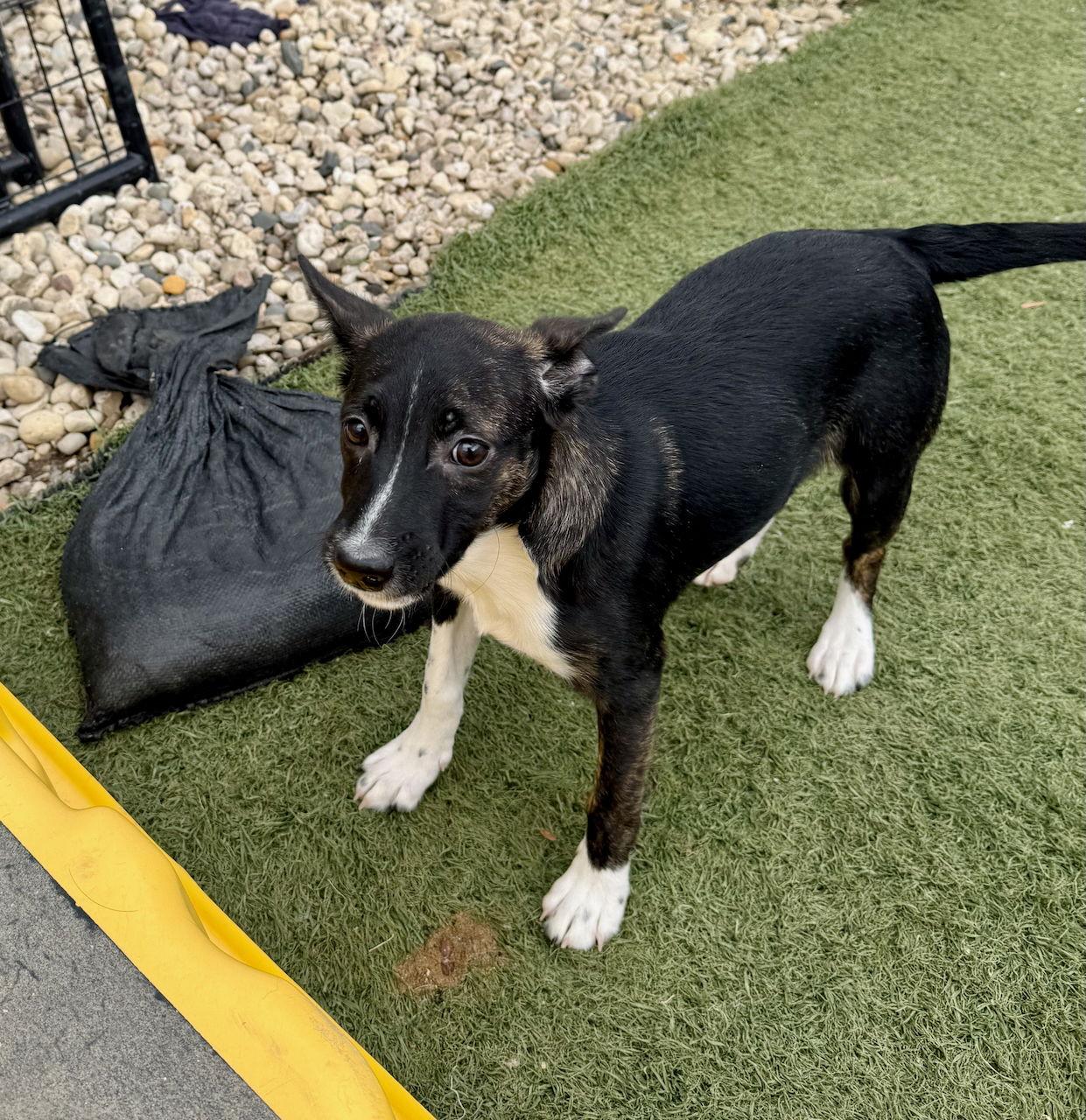 U-DING DONG, Adoptable, Puppy Female Parson Russell Terrier.