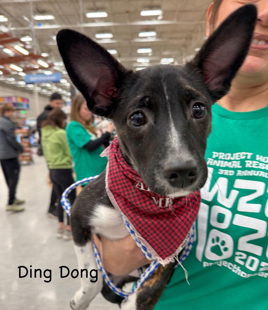 Enlarge U-DING DONG, a Adoptable Parson Russell Terrier in GILBERTS, IL image 2/3