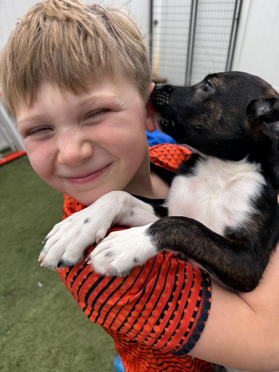 Enlarge U-DING DONG, a Adoptable Parson Russell Terrier in GILBERTS, IL image 3/3