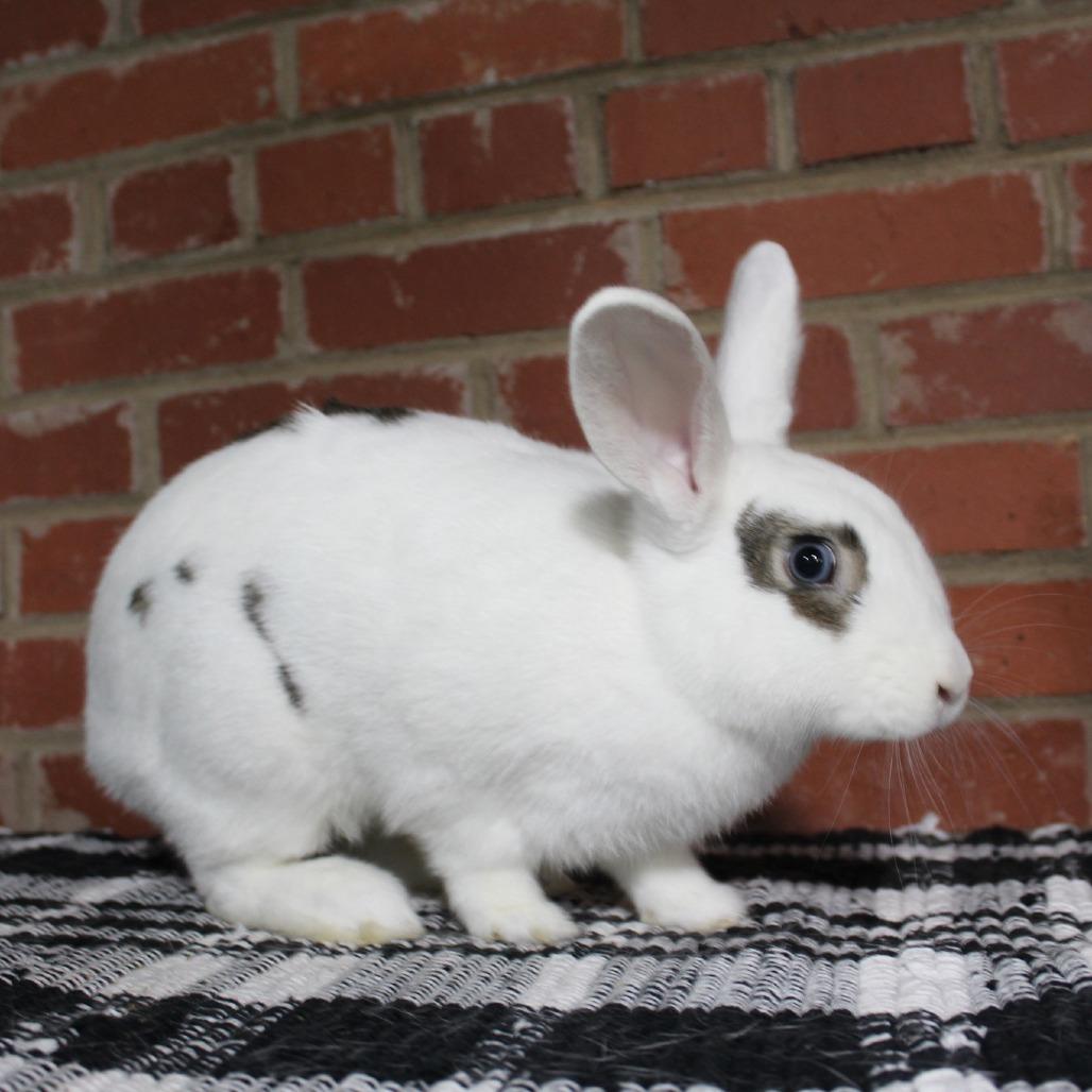 Ricotta, Adoptable, Young Female Rex.