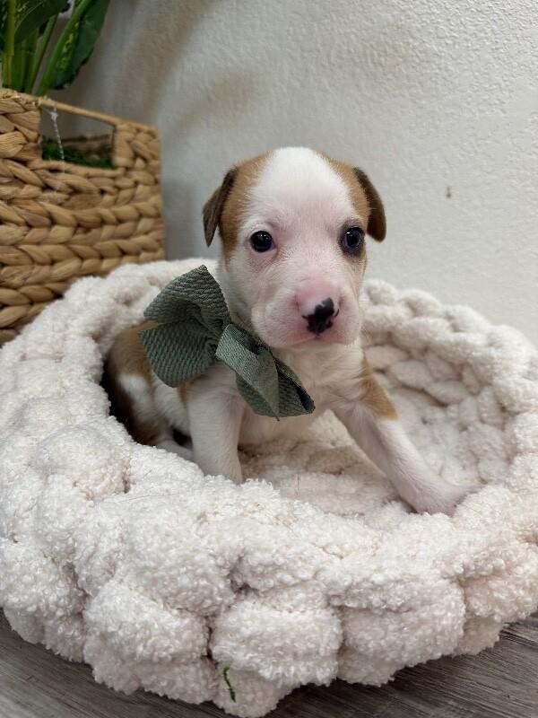 Tower Bridge — thumbnail 2