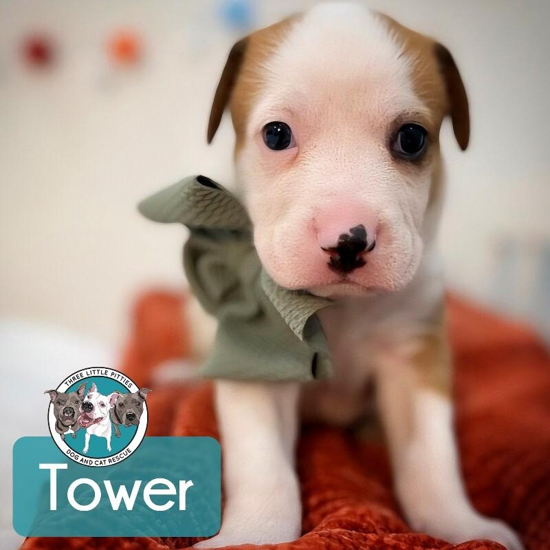 Tower Bridge — thumbnail 5