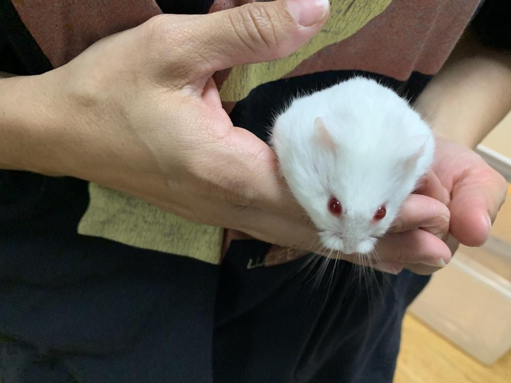Hank, Adoptable, Adult Male Hamster.