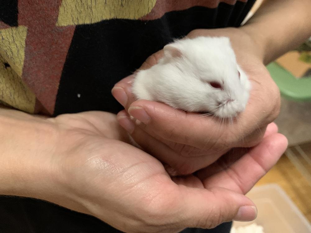 Enlarge Hank, a Adoptable Hamster in San Diego, CA image 2/3