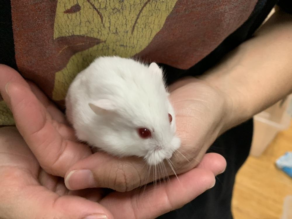 Enlarge Hank, a Adoptable Hamster in San Diego, CA image 3/3