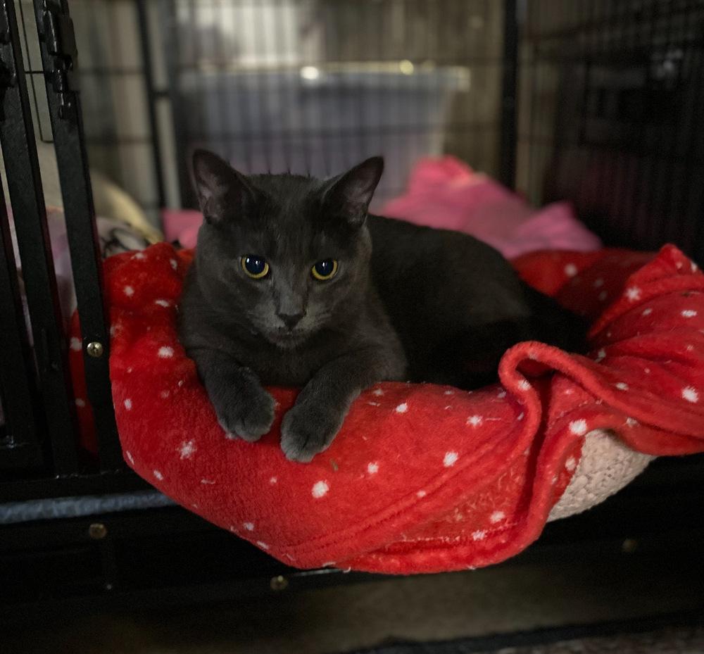 Enlarge Dex (Perkiomen Grays), a Adoptable Domestic Short Hair in Telford, PA image 1/3