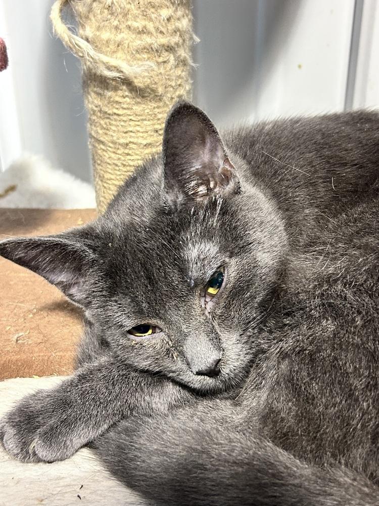 Dex (Perkiomen Grays), Adoptable, Young Male Domestic Short Hair.