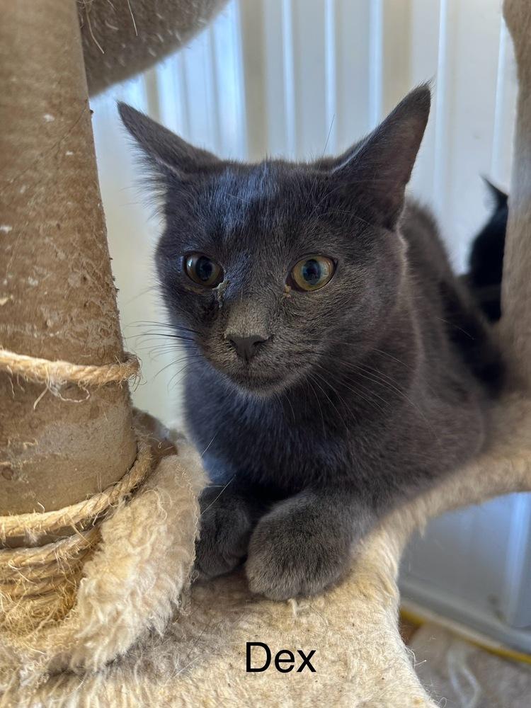 Enlarge Dex (Perkiomen Grays), a Adoptable Domestic Short Hair in Telford, PA image 3/3
